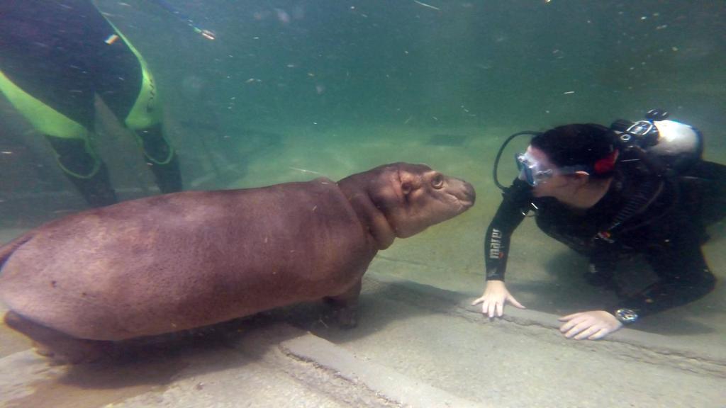 Fiona the hippo and Jen in scuba gear looking at each other underwater.