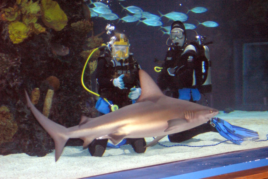 Jen and another scuba diver in an aquarium with a shark swimming in front of them.